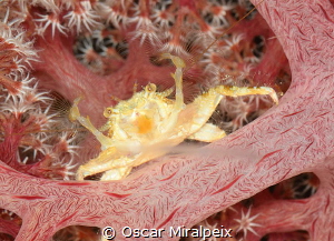 soft coral crab eating by Oscar Miralpeix 